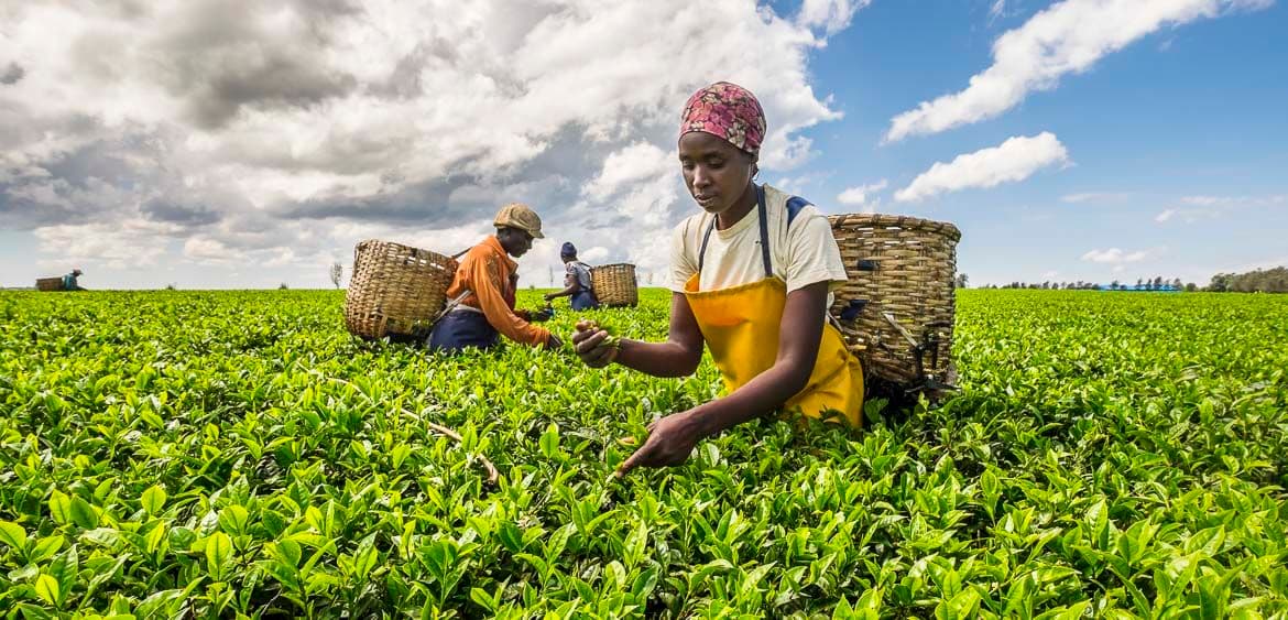 A vibrant image of a tea plantation in Kenya.